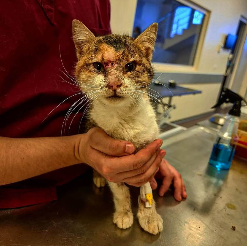 Pisica Steluța - Homeless Animal Hospital