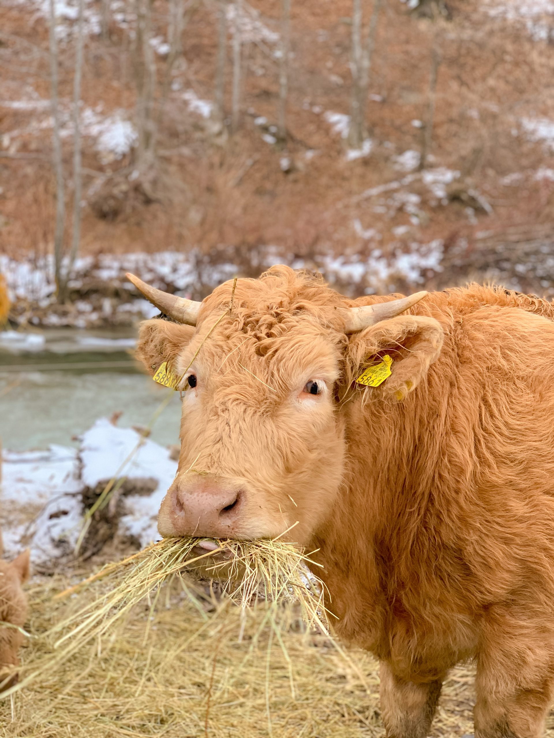 Vacă de la Pensiunea lazăr FOTO Romina Bălașa