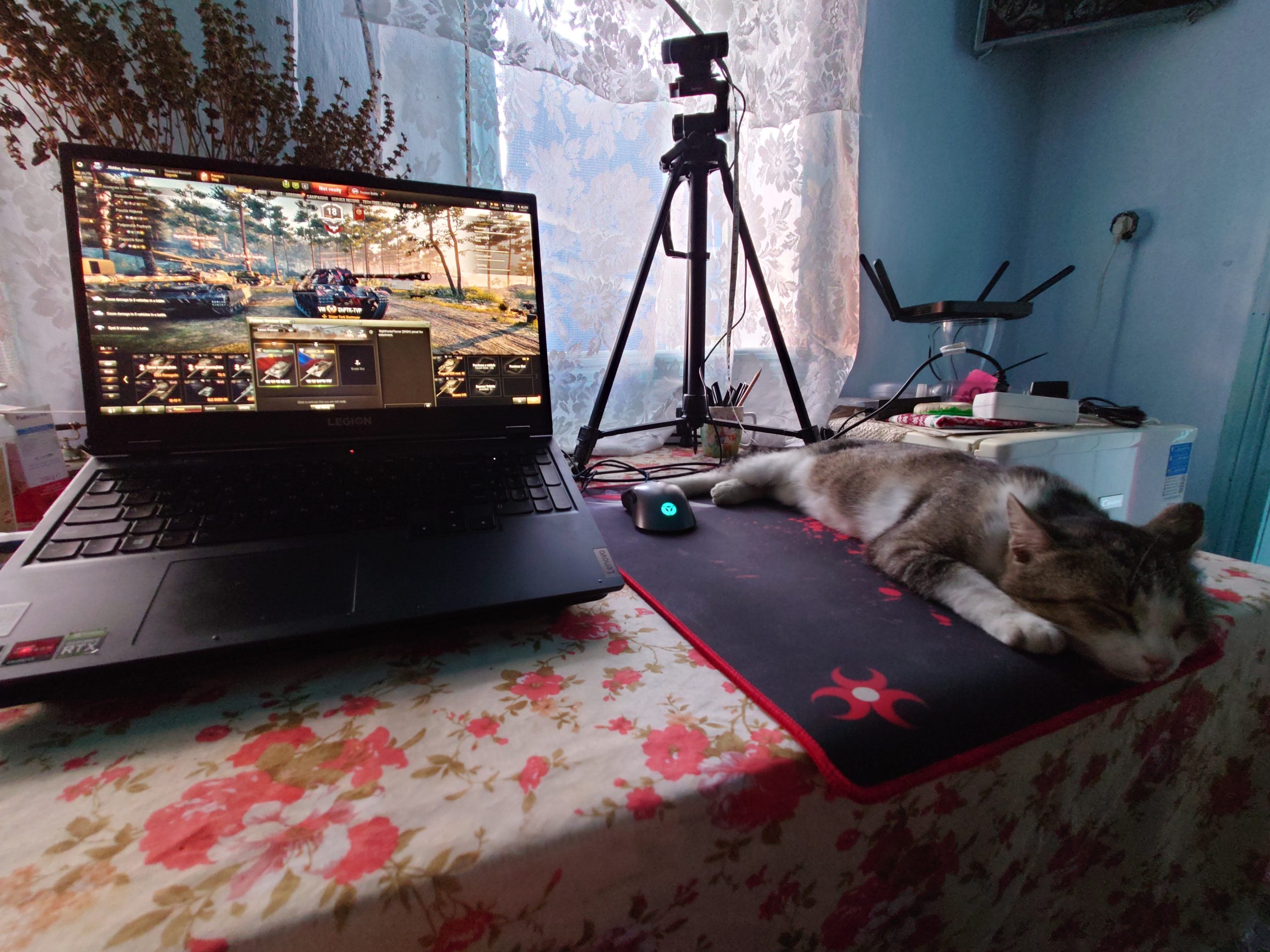 motan adormit pe mouse pad langa laptop