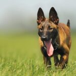 malinois belgian