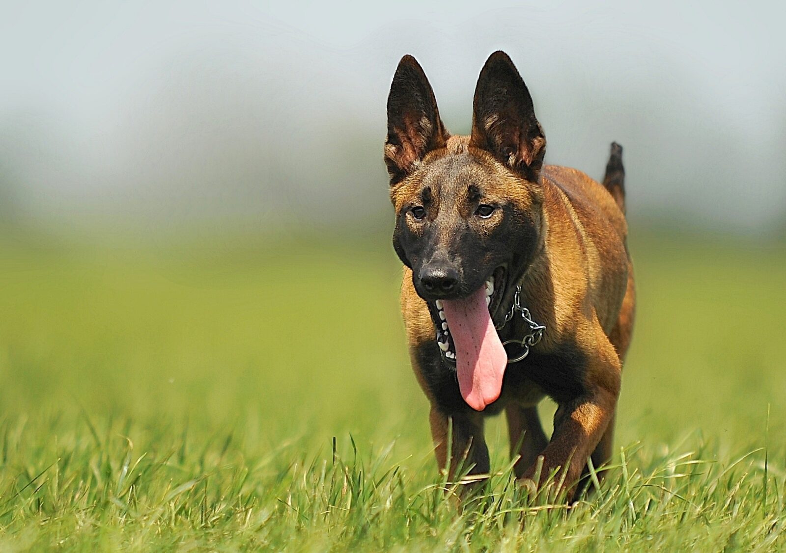 malinois belgian