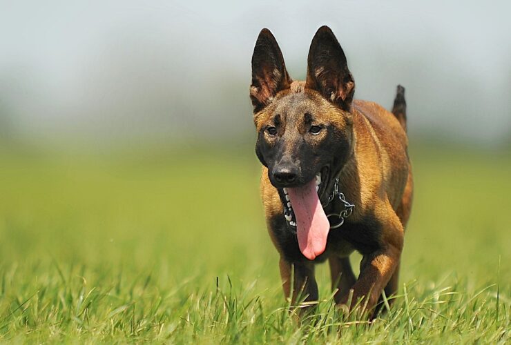 malinois belgian