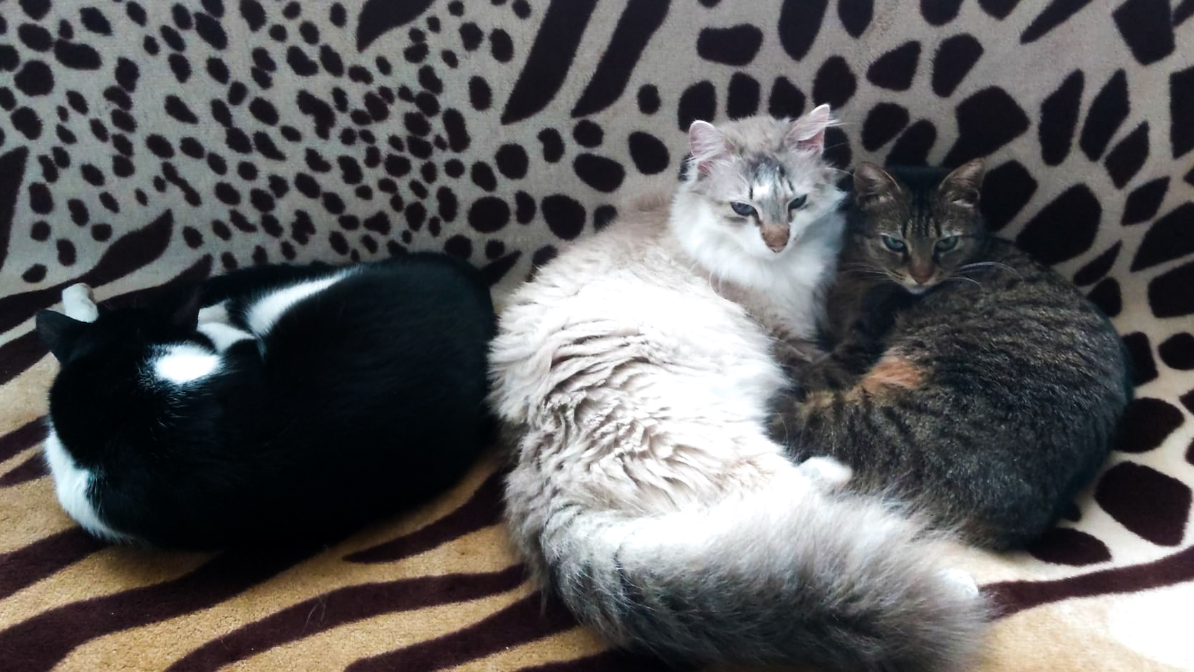 Pisicile Andrei de la stânga la dreapta: Houdini, Artemis și Miți